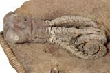 Fossil Crinoid (Jimbacrinus) - Gascoyne Junction, Australia #188629-1